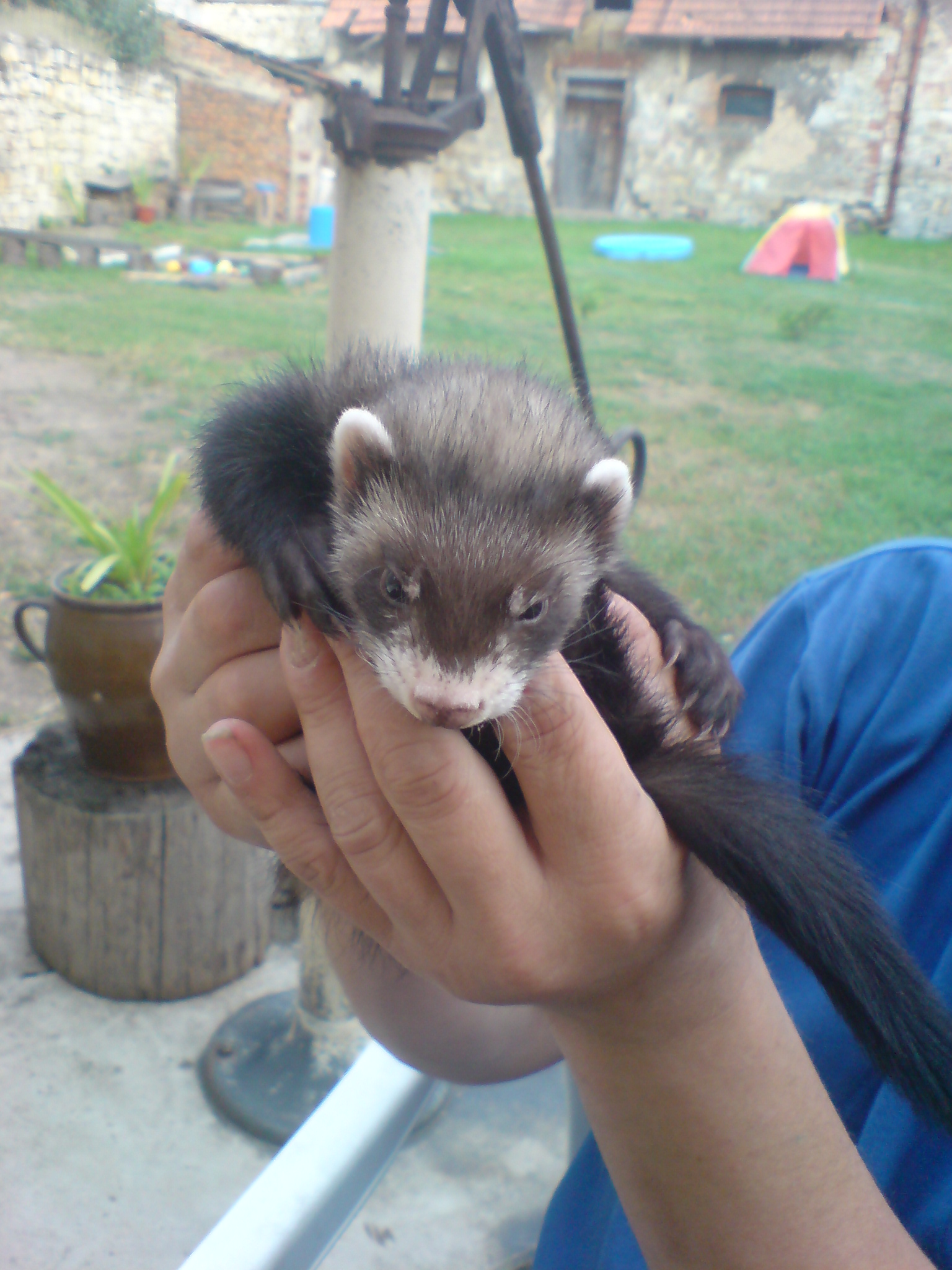 Alvin 1
