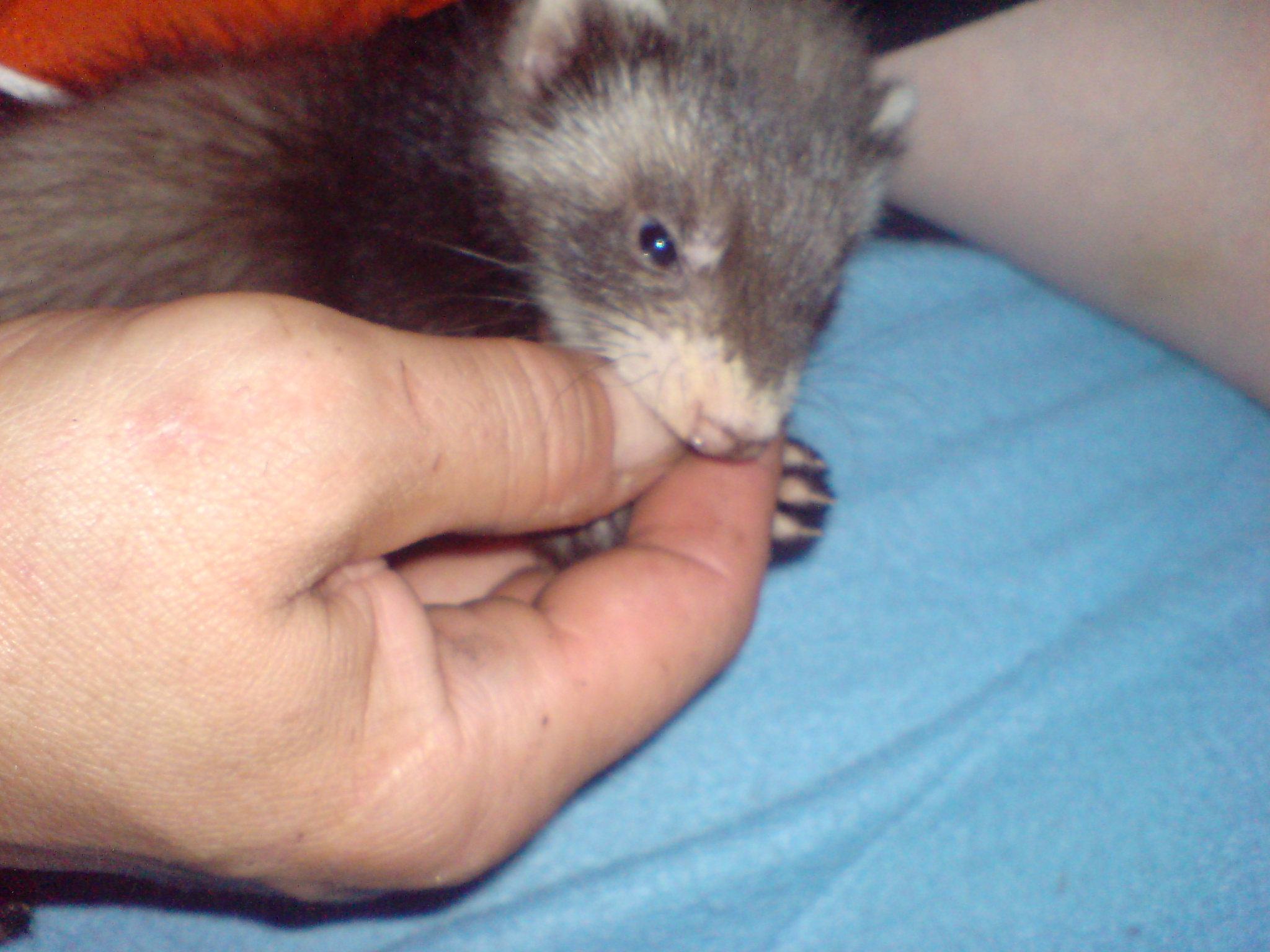 Alvin 3
