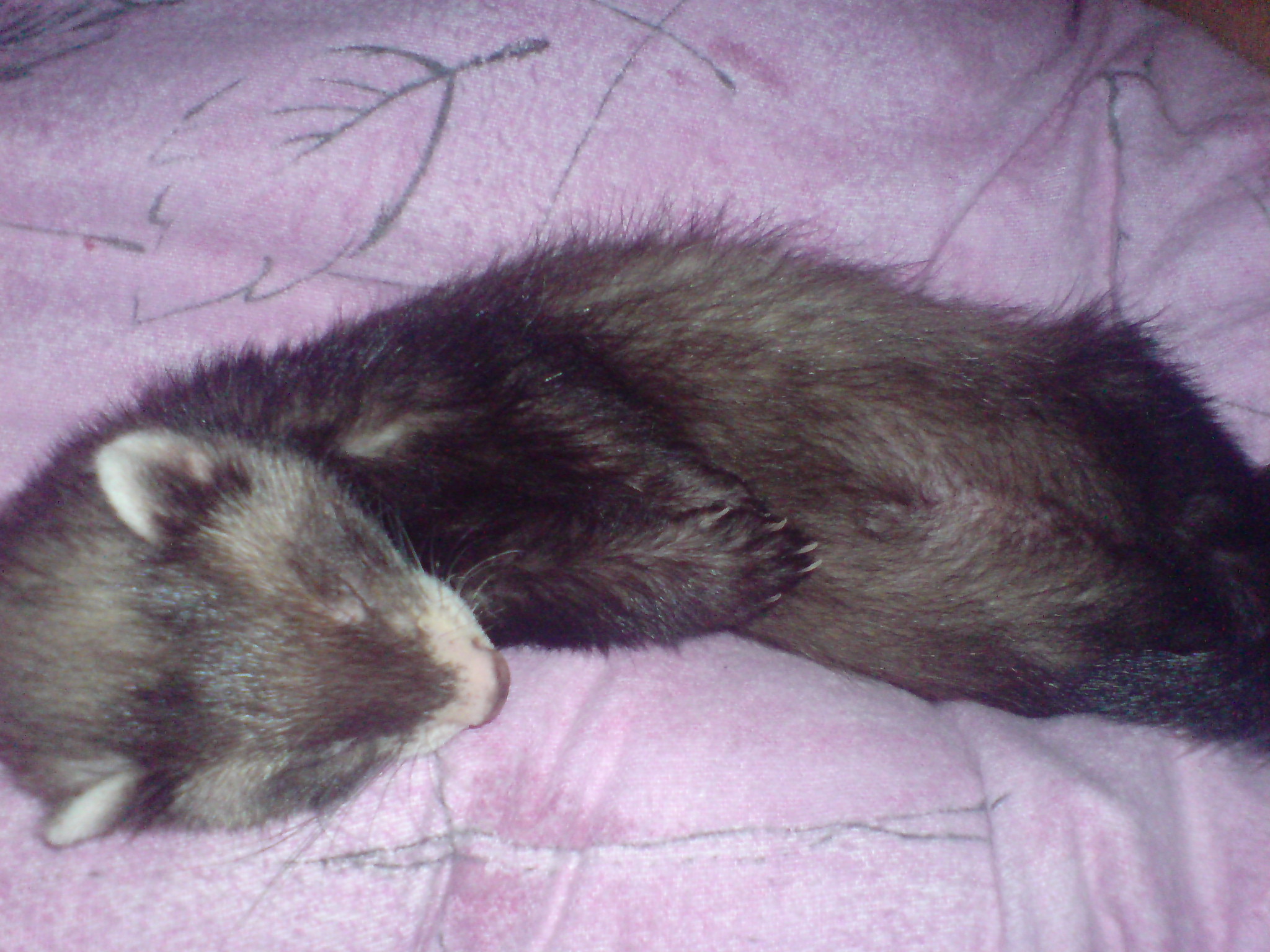 Alvin 4